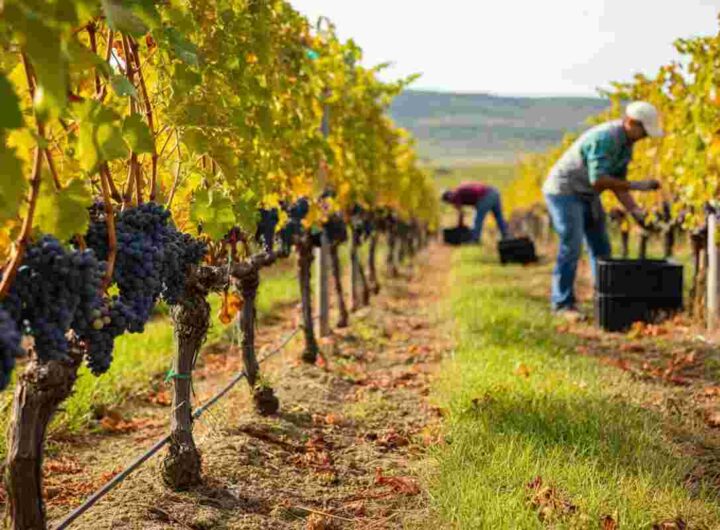 Scopri il vino novello: come la macerazione sotto azoto lo rende migliore e più sicuro