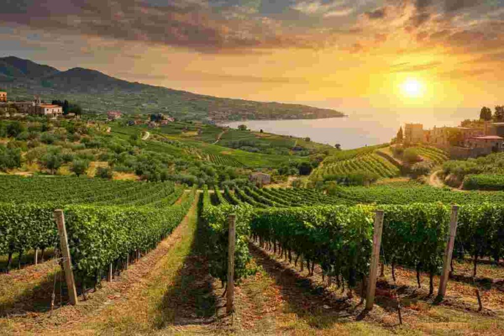 Scopri la Costa degli Dei: la nuova Doc che celebra il vino calabrese