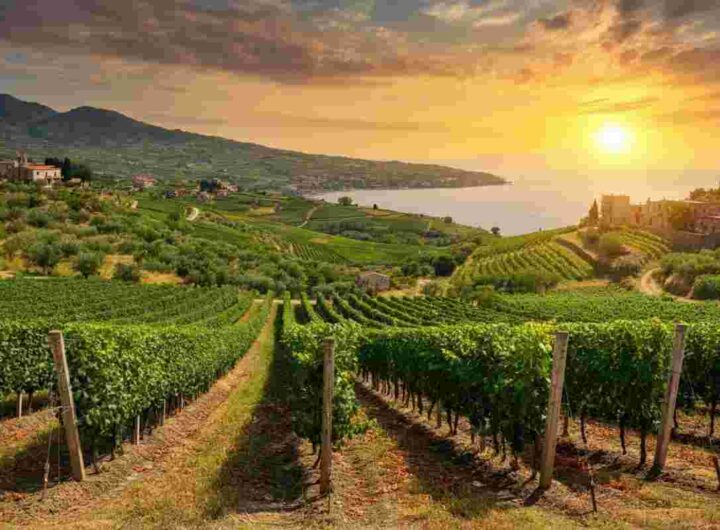 Scopri la Costa degli Dei: la nuova Doc che celebra il vino calabrese
