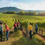 Scopri la Vendemmia Solidale 2025 a Le Manzane: prenota la tua esperienza unica!