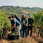 Scopri la vendemmia straordinaria di Torrevilla: un'esperienza unica da non perdere