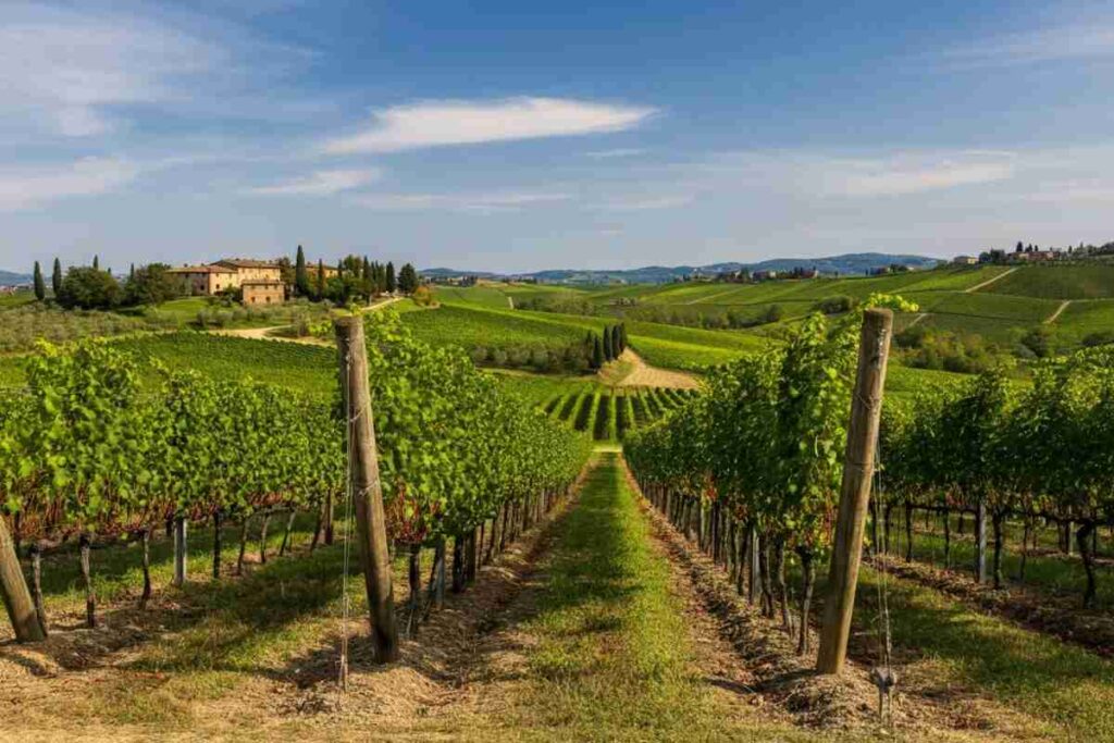 Scopri l'arte della viticoltura a Gaiole: un viaggio tra tradizione e innovazione
