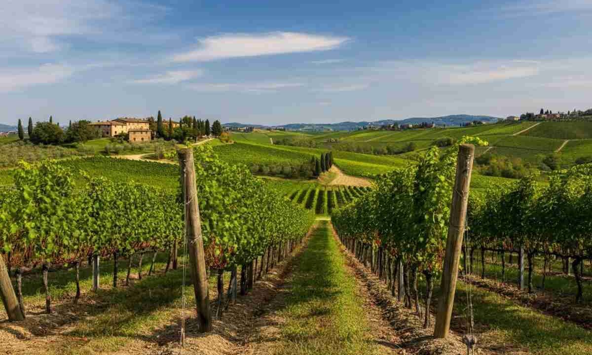Scopri l'arte della viticoltura a Gaiole: un viaggio tra tradizione e innovazione