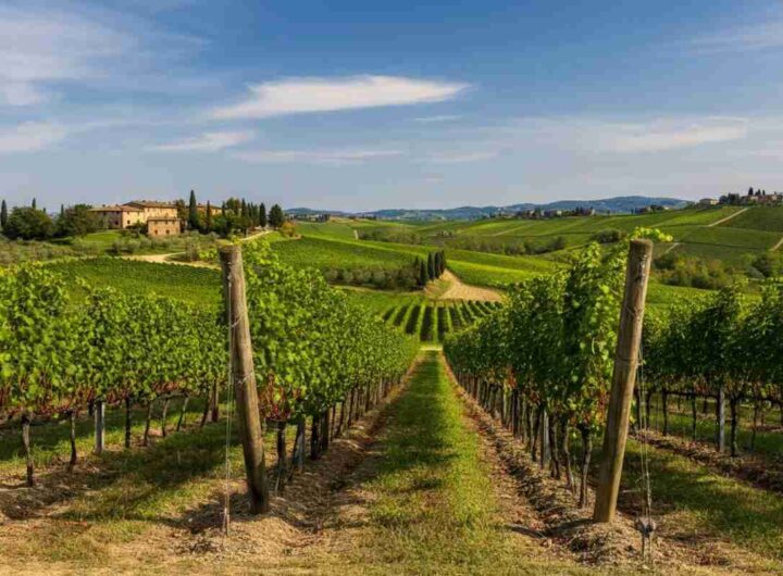 Scopri l'arte della viticoltura a Gaiole: un viaggio tra tradizione e innovazione