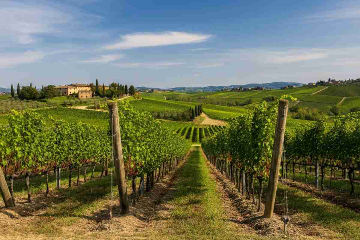 Scopri l'arte della viticoltura a Gaiole: un viaggio tra tradizione e innovazione