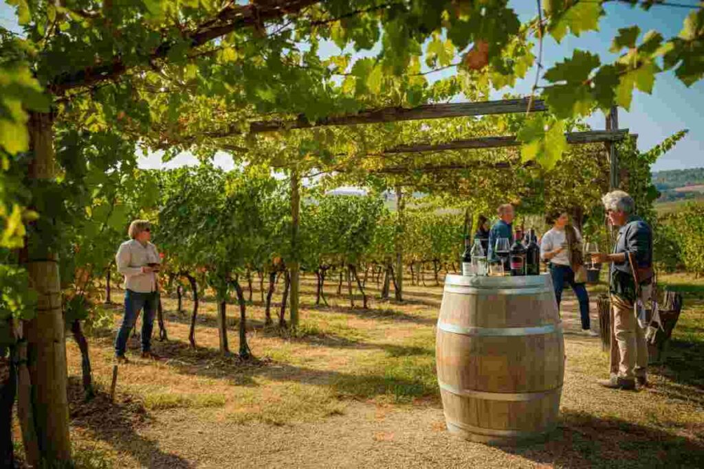 Scopri le meraviglie della vendemmia: Toscana e Veneto aprono le cantine al pubblico