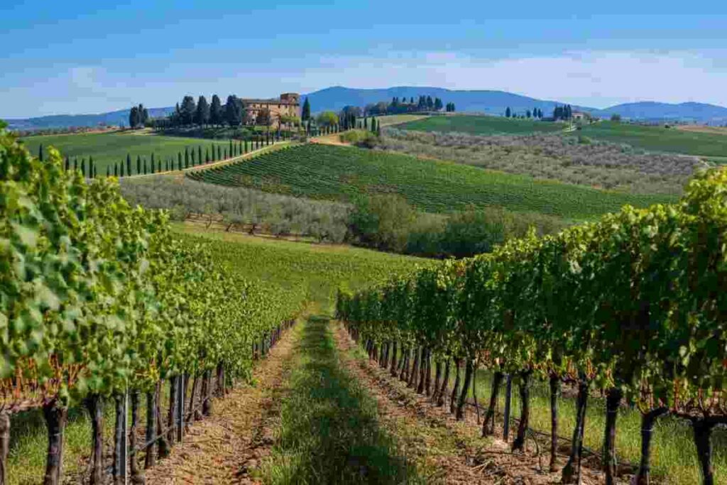 Scopri le nuove annate di Chianti Classico e Riserva al Castello di Querceto