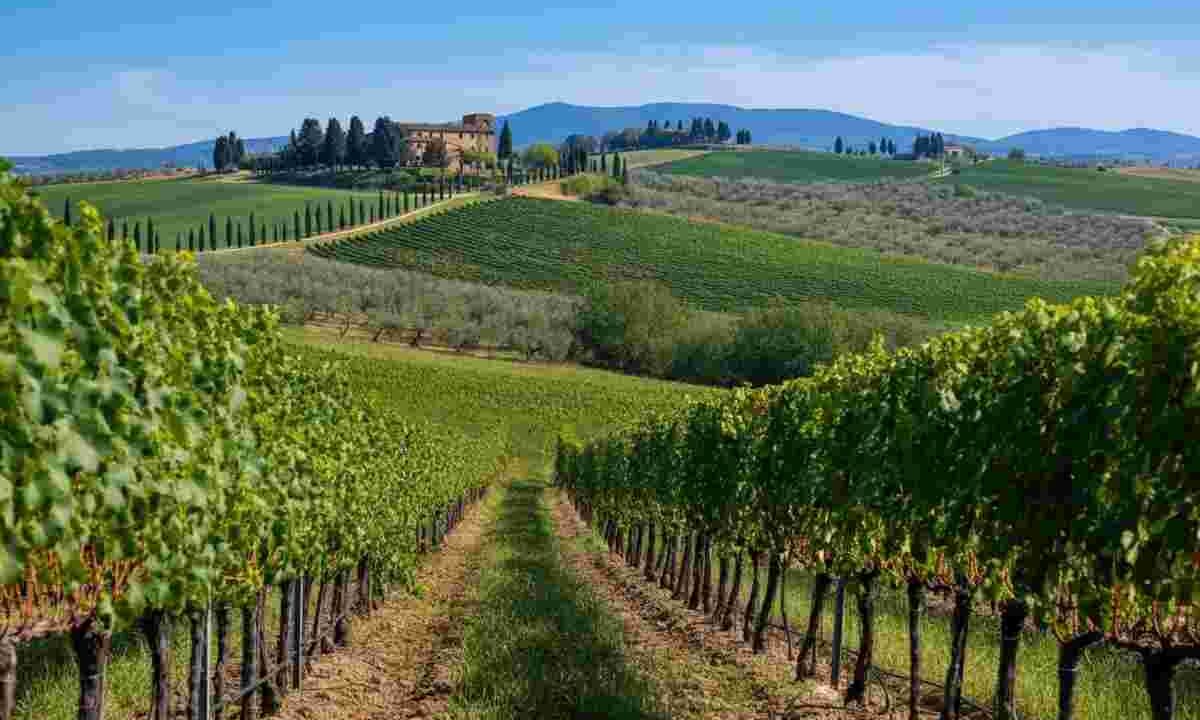 Scopri le nuove annate di Chianti Classico e Riserva al Castello di Querceto