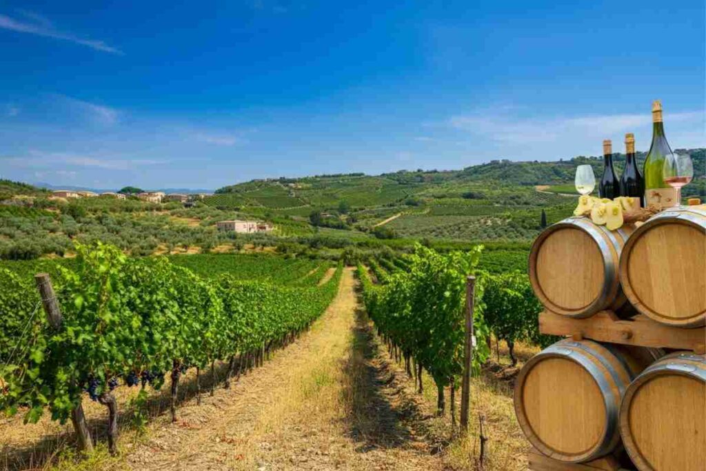 Scoprire Cirò: il tesoro vinicolo della Calabria
