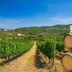 Scoprire Cirò: il tesoro vinicolo della Calabria