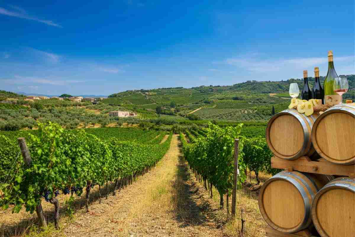 Scoprire Cirò: il tesoro vinicolo della Calabria