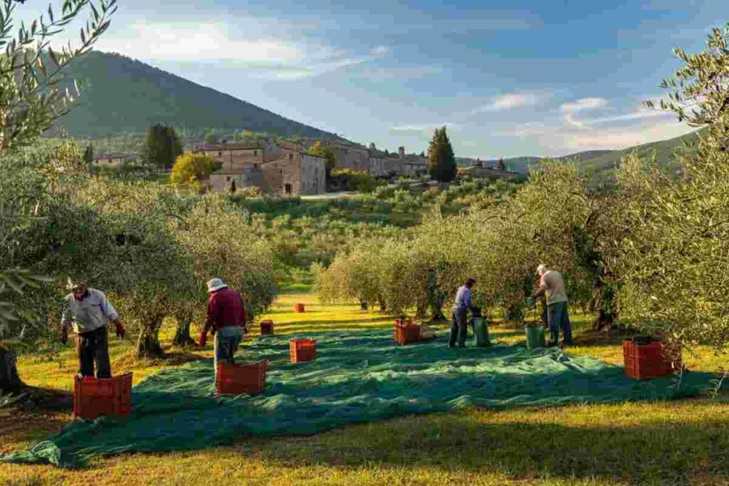 Scoprire l'Umbria: un viaggio tra ulivi e storie di uomini unici