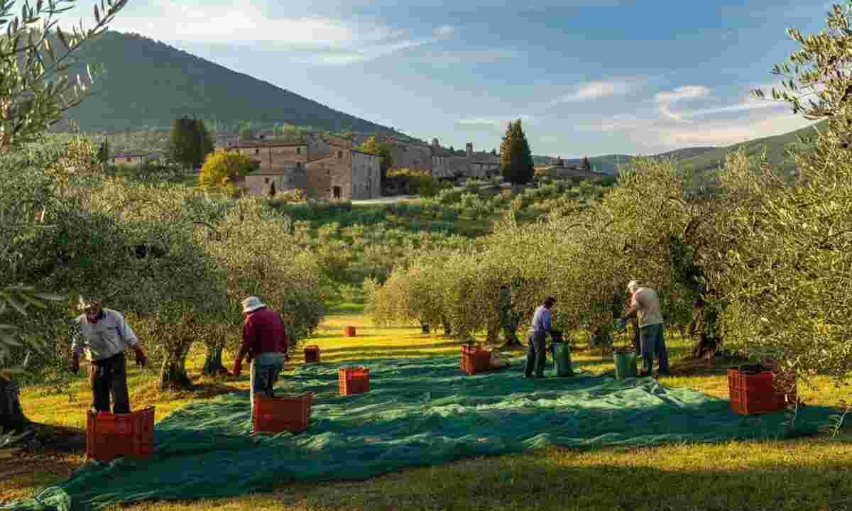 Scoprire l'Umbria: un viaggio tra ulivi e storie di uomini unici