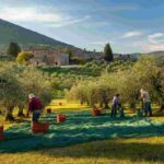 Scoprire l'Umbria: un viaggio tra ulivi e storie di uomini unici