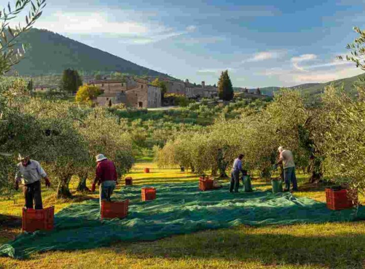 Scoprire l'Umbria: un viaggio tra ulivi e storie di uomini unici