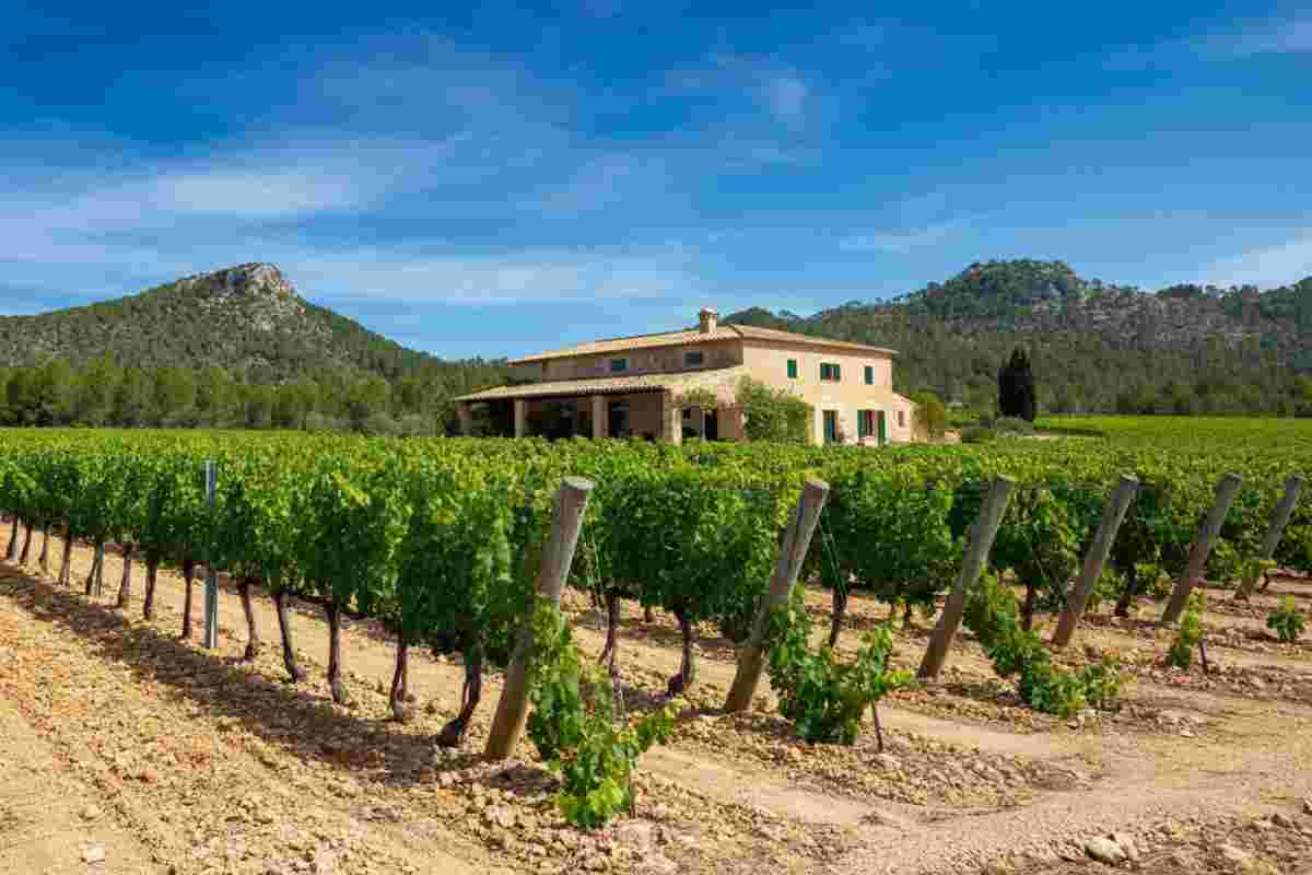 Scoprire l'eleganza e la forza di Bodega Oloron a Maiorca