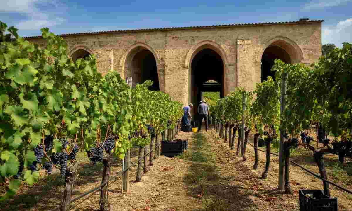 Soave: una vendemmia straordinaria che conquista premi e riconoscimenti