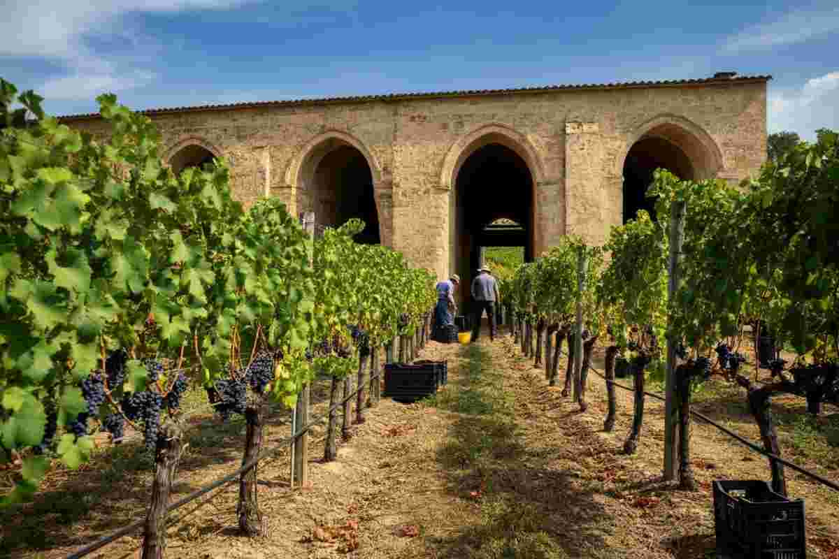 Soave: una vendemmia straordinaria che conquista premi e riconoscimenti