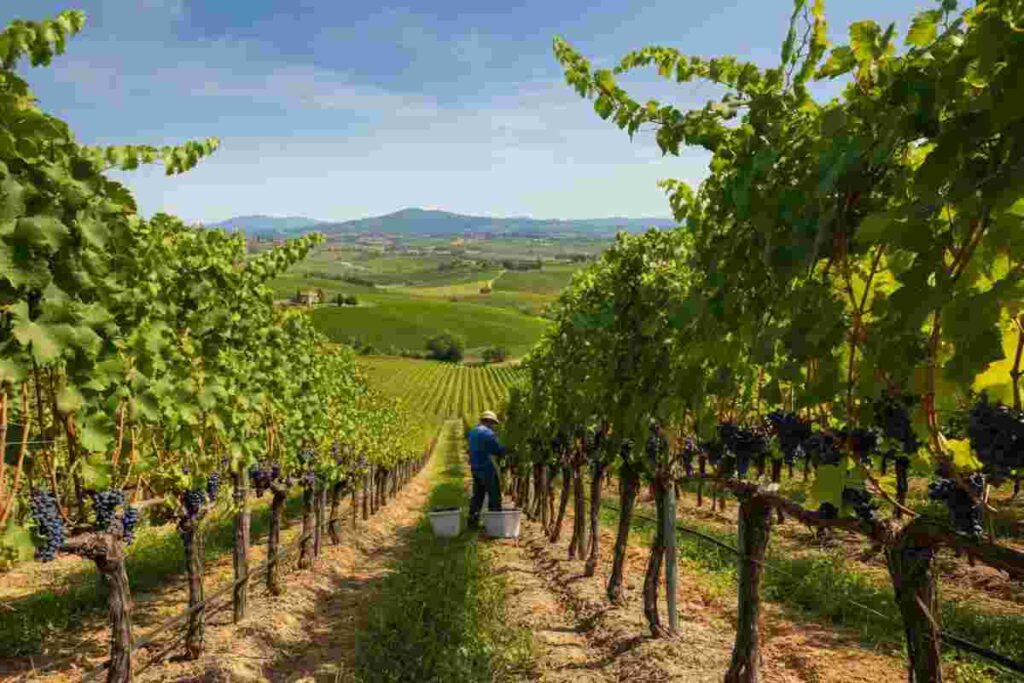 Toscana in fermento: si parla di distillazione e riduzione delle rese nel mercato del vino
