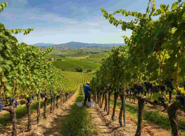 Toscana in fermento: si parla di distillazione e riduzione delle rese nel mercato del vino