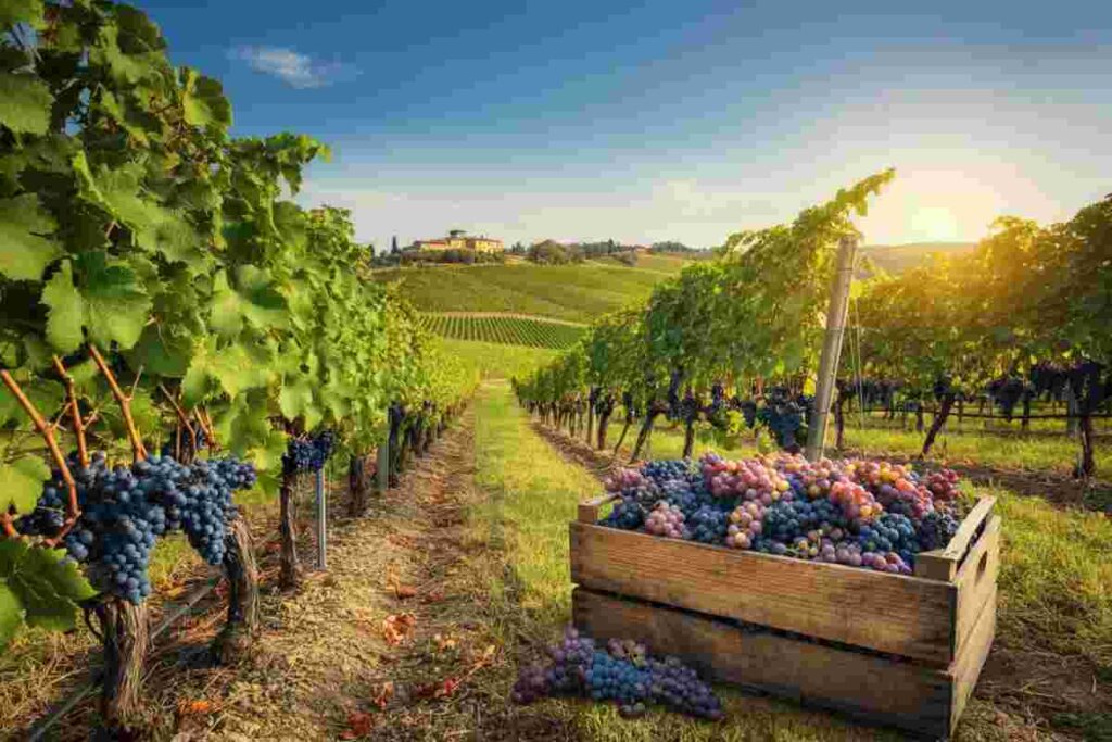 Trump scrive all'Ue: i dazi americani minacciano il vino italiano?