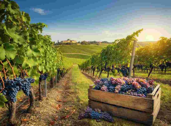 Trump scrive all'Ue: i dazi americani minacciano il vino italiano?