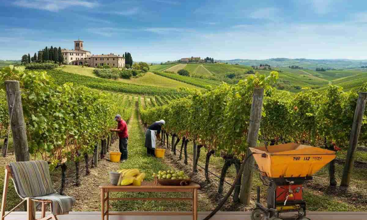 UIV sollecita una revisione tempestiva del Testo Unico del Vino per un futuro migliore