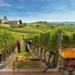 UIV sollecita una revisione tempestiva del Testo Unico del Vino per un futuro migliore