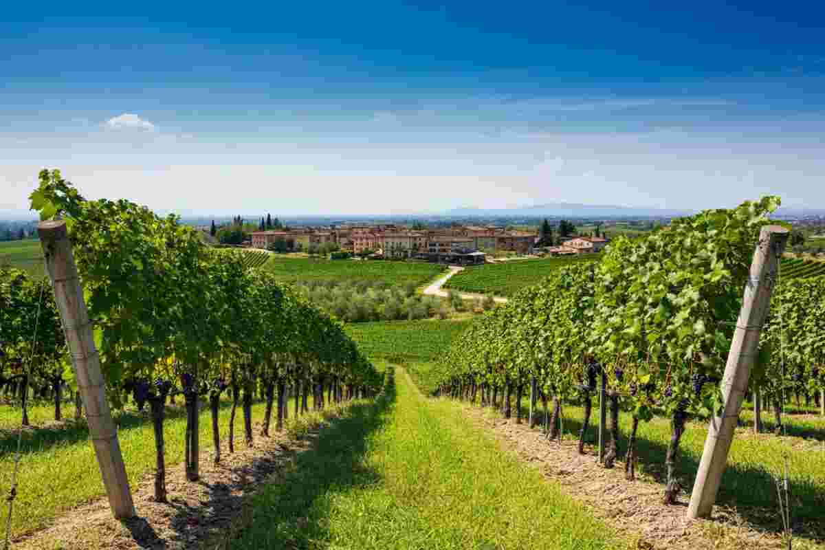 Unione innovativa: Cantina Valpantena e Cantina di Custoza si fondono per un futuro vinicolo straordinario