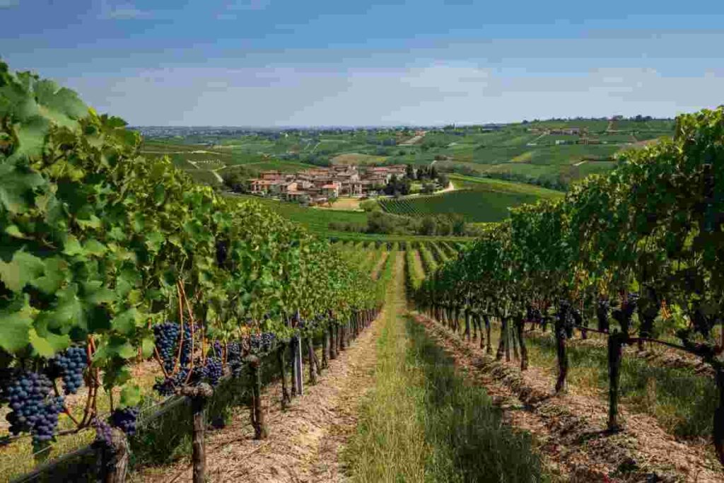 Valpolicella 2020: un anno di sfide e successi nel consorzio