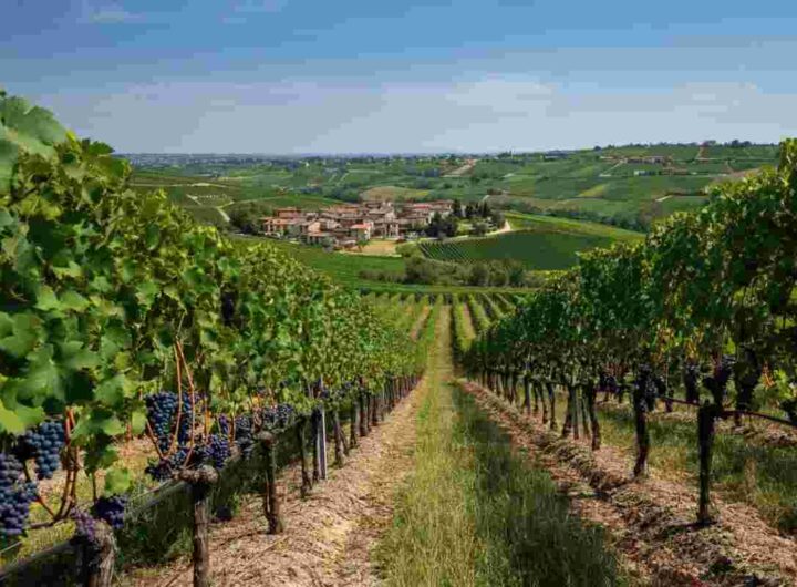 Valpolicella 2020: un anno di sfide e successi nel consorzio