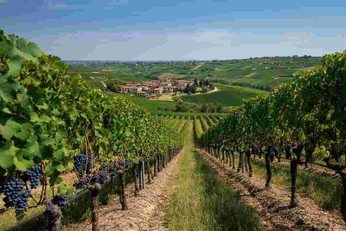 Valpolicella 2020: un anno di sfide e successi nel consorzio