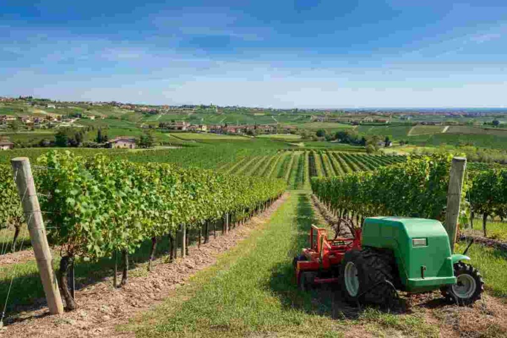 Valpolicella si prepara a un calo strategico dell'imbottigliato nel 2024: cosa significa per il futuro?