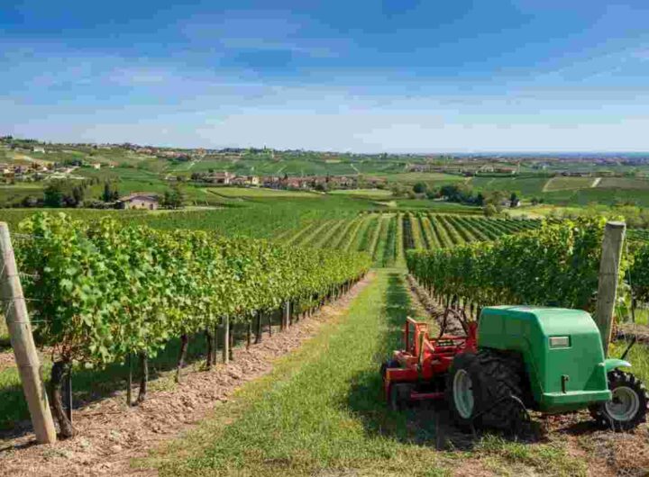 Valpolicella si prepara a un calo strategico dell'imbottigliato nel 2024: cosa significa per il futuro?