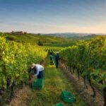 Vendemmia 2024 in Italia: 43,9 milioni di ettolitri e le aspettative per il 2025