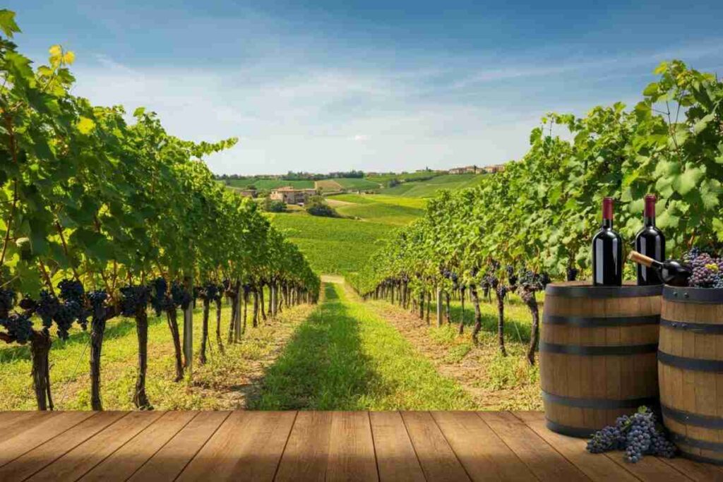 Verdicchio dei Castelli di Jesi: stoccaggio prorogato fino al 2026, cosa significa per il futuro?