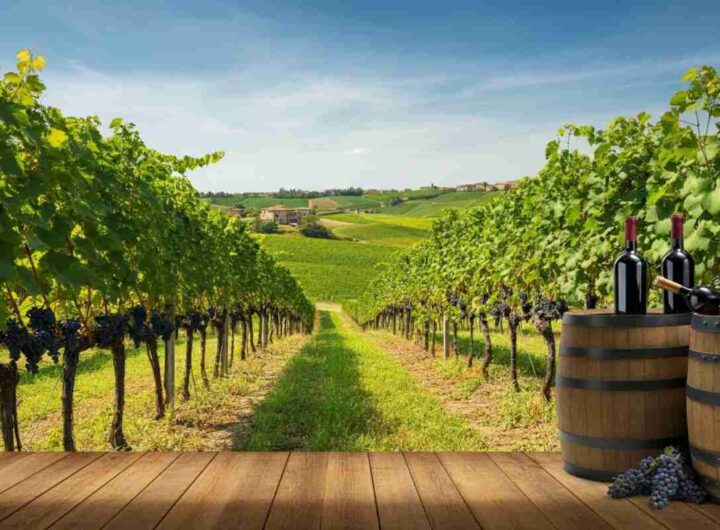 Verdicchio dei Castelli di Jesi: stoccaggio prorogato fino al 2026, cosa significa per il futuro?