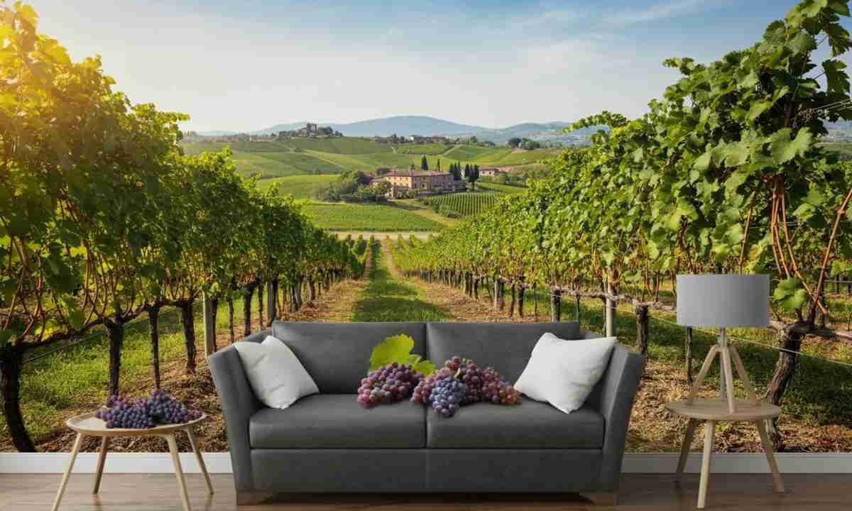 Vino in crisi: misure in vista, ma i dati devono essere confermati