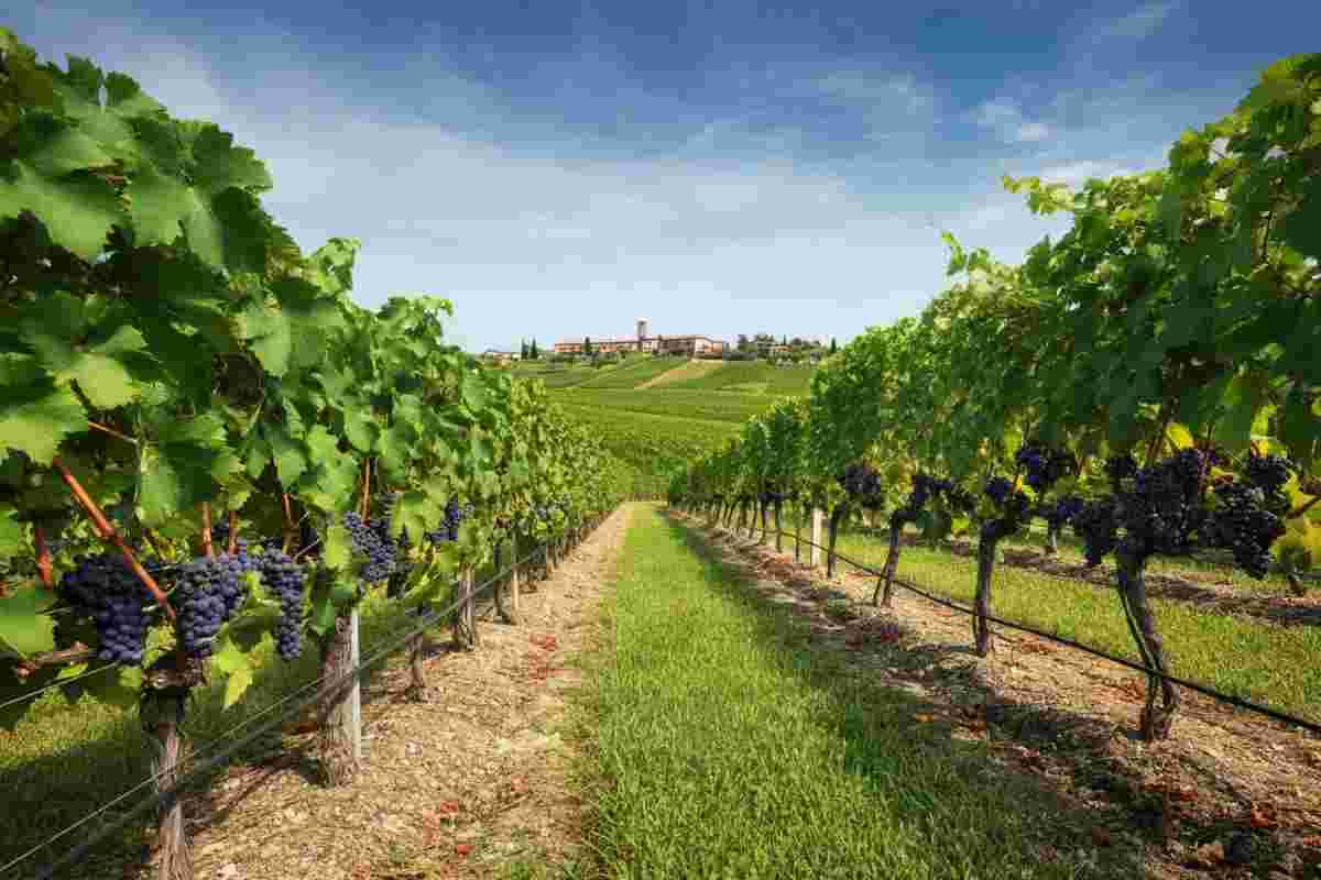 Amarone: il re indiscusso della Valpolicella conquista il mondo