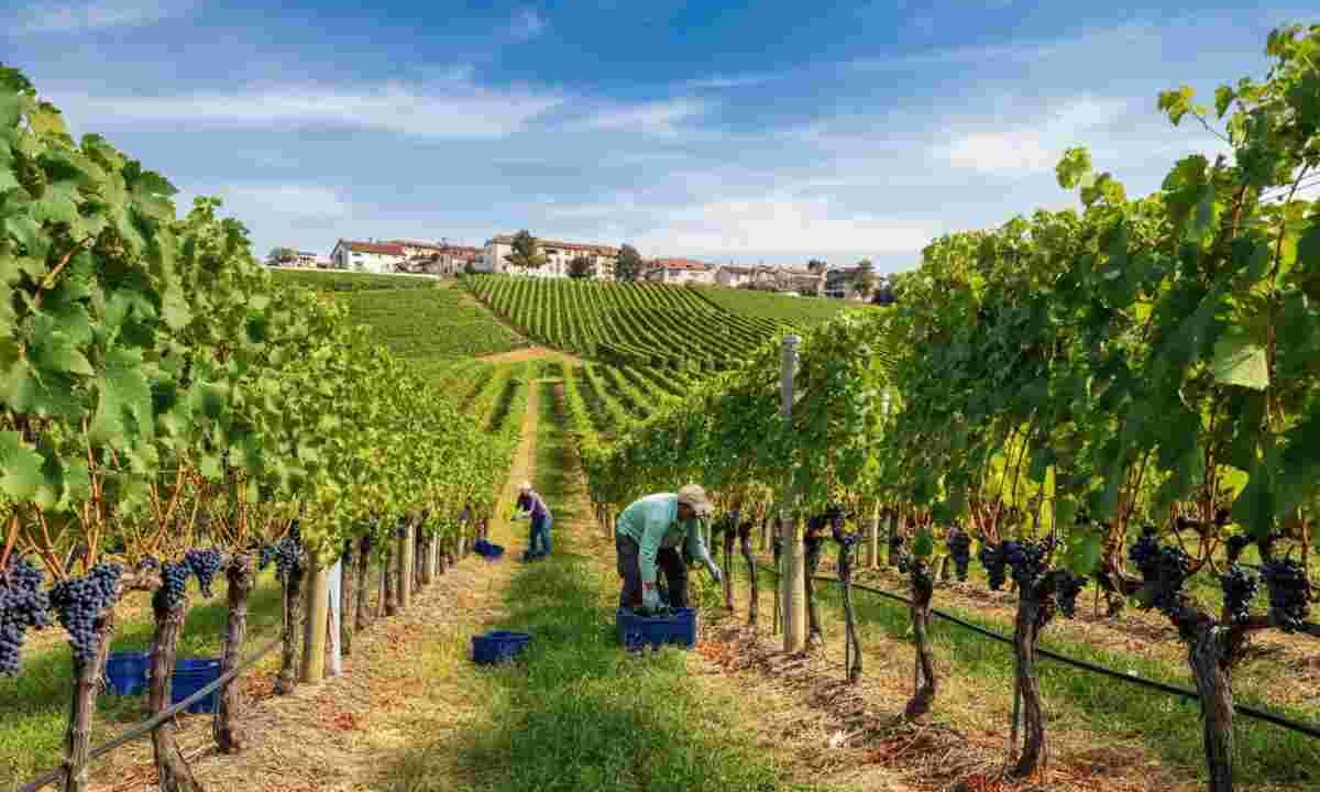 Asti DOCG: novità sulla vendemmia 2025 con riduzione delle rese e stoccaggio autorizzato