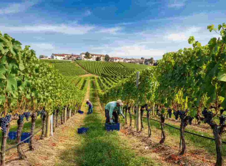 Asti DOCG: novità sulla vendemmia 2025 con riduzione delle rese e stoccaggio autorizzato