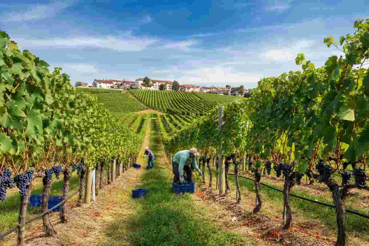 Asti DOCG: novità sulla vendemmia 2025 con riduzione delle rese e stoccaggio autorizzato