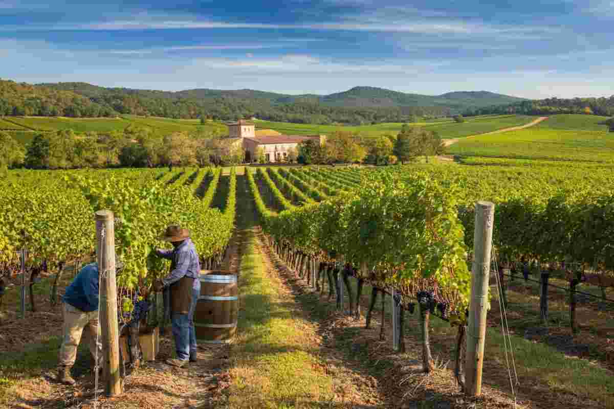 Asti Docg affronta la crisi: riduzione delle rese e stoccaggio nel mercato del vino