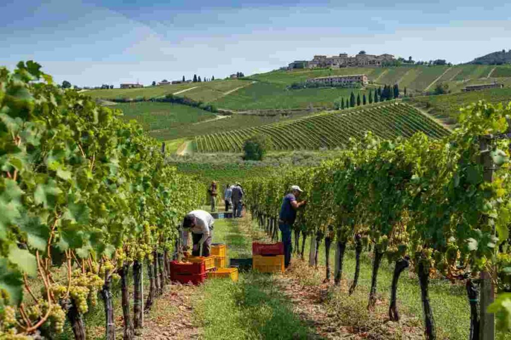 Bottega prevede una vendemmia 2025 da record: le migliori annate degli ultimi vent'anni