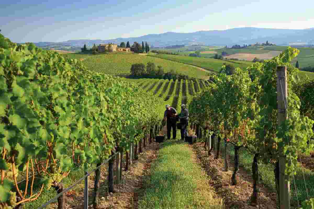 Brunello di Montalcino 2012: una vendemmia straordinaria per vini di alta qualità