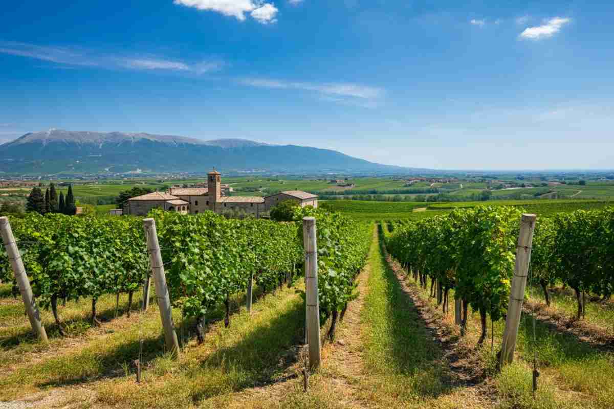 Cantina Tollo conquista il titolo di migliore cooperativa italiana al Berliner Wein Trophy