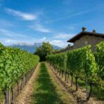Cantina Tramin segna una pietra miliare nella storia del vino
