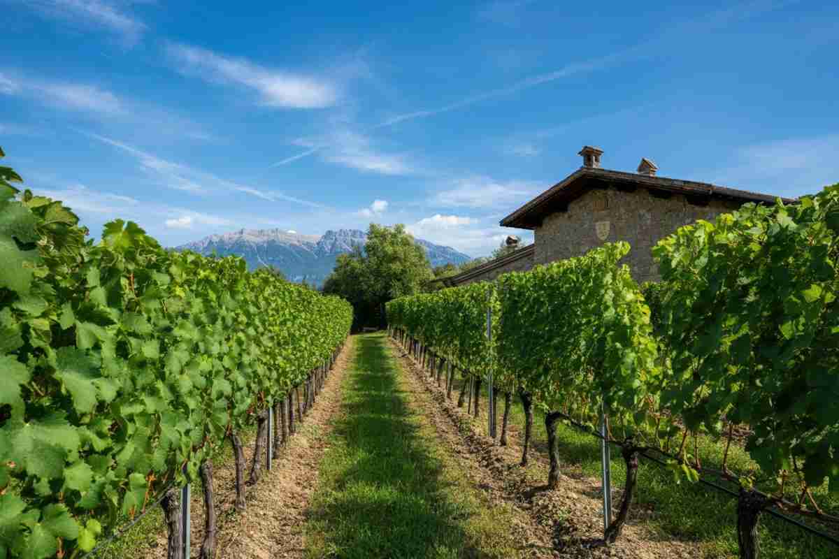 Cantina Tramin segna una pietra miliare nella storia del vino