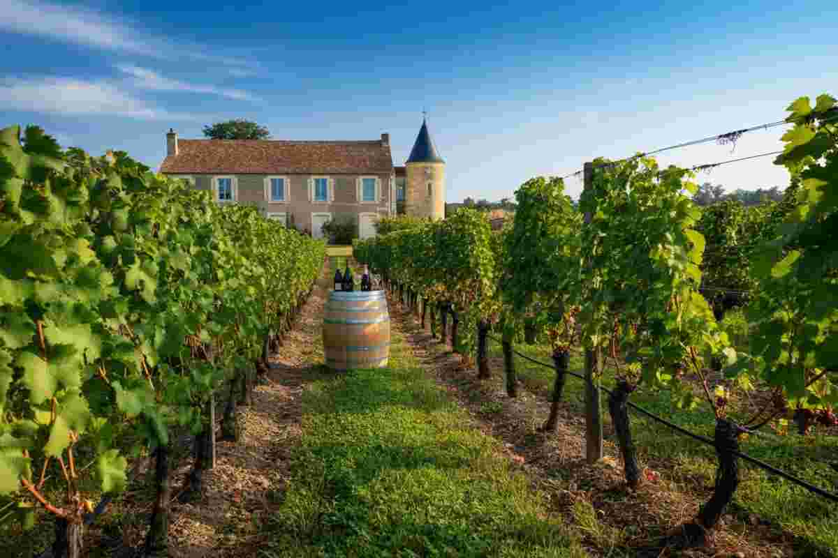 Champagne Rodez: una tradizione profonda incontra la biodinamica innovativa