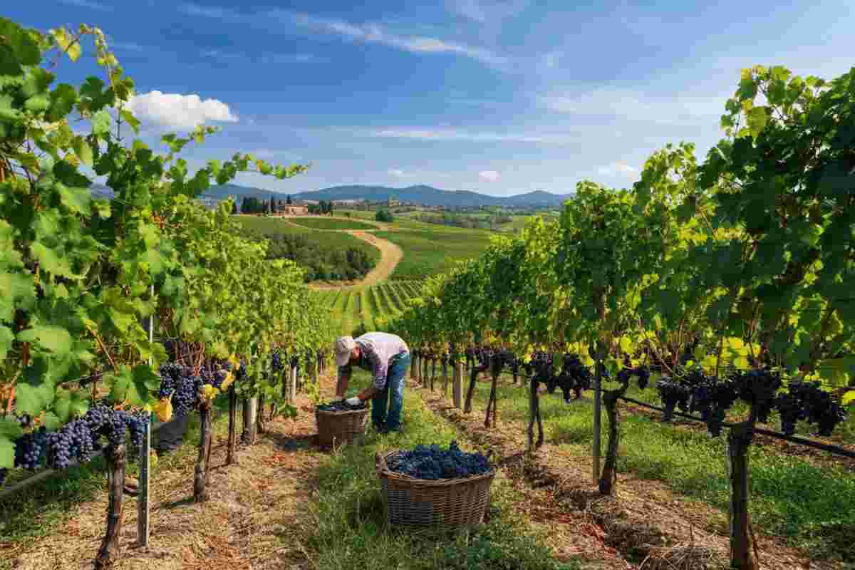 Chianti 2025: una vendemmia di qualità straordinaria nonostante la riduzione della quantità